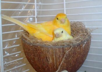 Comment préparer une femelle canari pour l'accouplement ?