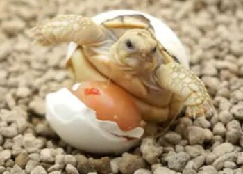 Comment protéger des œufs de tortue ?