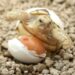 Comment protéger des œufs de tortue ?