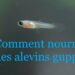 Comment protéger les alevins ?