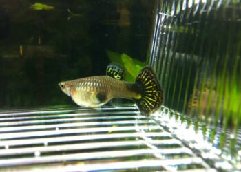 Comment protéger les bébé guppy ?