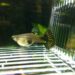 Comment protéger les bébé guppy ?