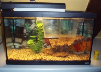 Comment protéger les bébés poissons ?