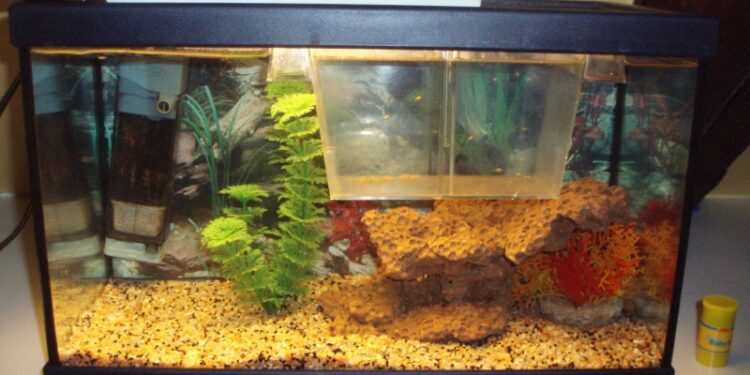 Comment protéger les bébés poissons ?