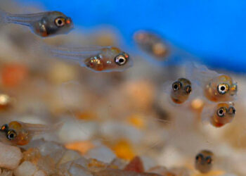 Comment protéger les bébés poissons ?