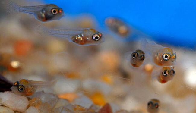 Comment protéger les bébés poissons ?