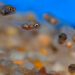 Comment protéger les bébés poissons ?