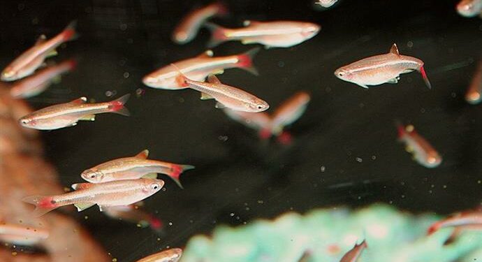 Comment protéger les bébés poissons ?