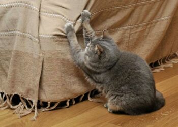 Comment protéger les chaises des griffes de chat ?