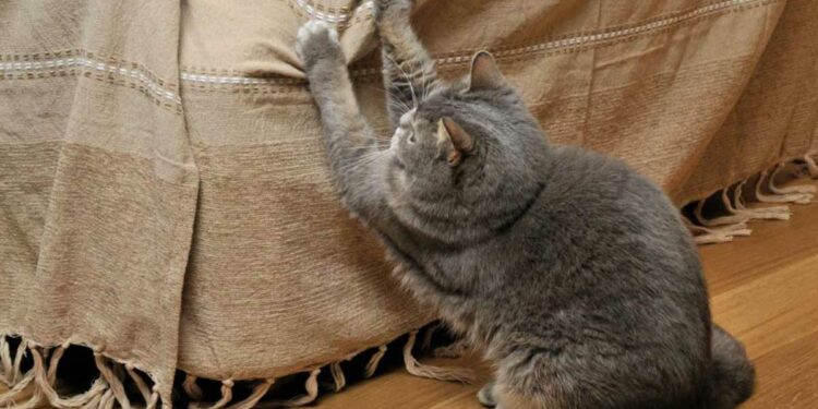 Comment protéger les chaises des griffes de chat ?