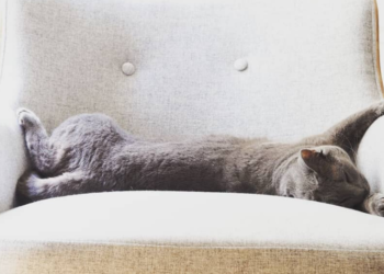 Comment protéger les meubles des griffes de chat ?