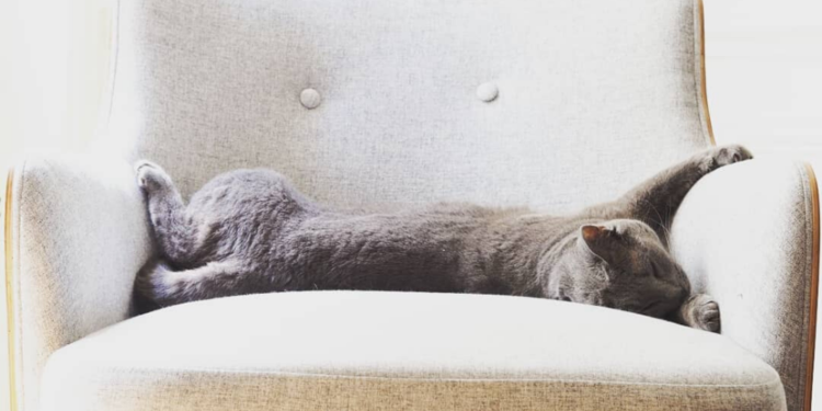 Comment protéger les meubles des griffes de chat ?