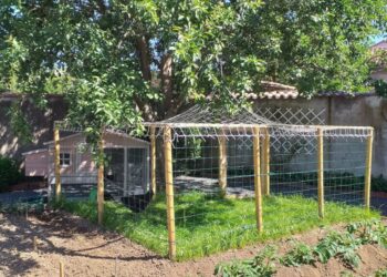 Comment protéger les poules des buses ?