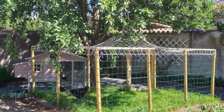 Comment protéger les poules des buses ?