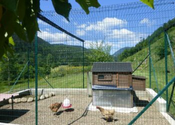 Comment protéger les volailles de la grippe aviaire ?