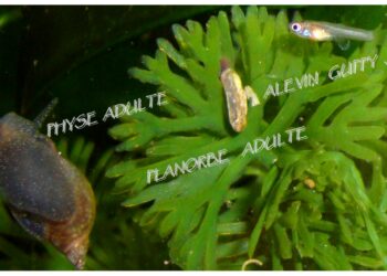 Comment protéger mes bébés guppy dans mon aquarium ?