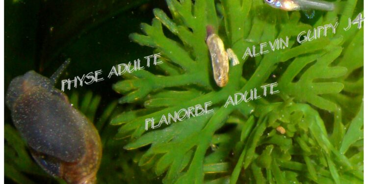 Comment protéger mes bébés guppy dans mon aquarium ?