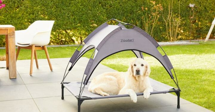 Comment protéger sa chienne pendant ses chaleurs ?