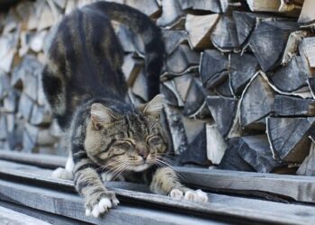 Comment protéger ses murs ?