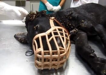 Comment protéger son chien des tiques naturellement ?