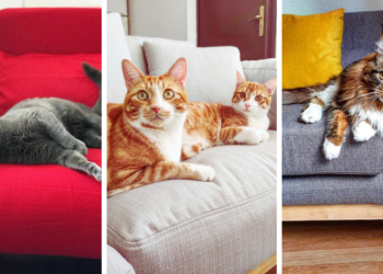 Comment protéger un canapé d'un chat ?