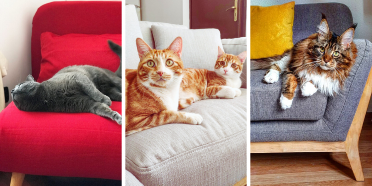 Comment protéger un canapé d'un chat ?