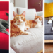 Comment protéger un canapé d'un chat ?