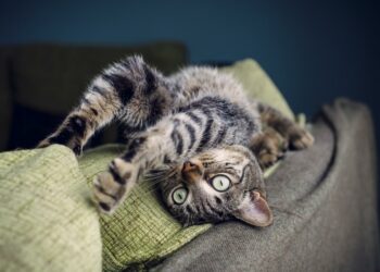 Comment protéger un canapé d'un chat ?