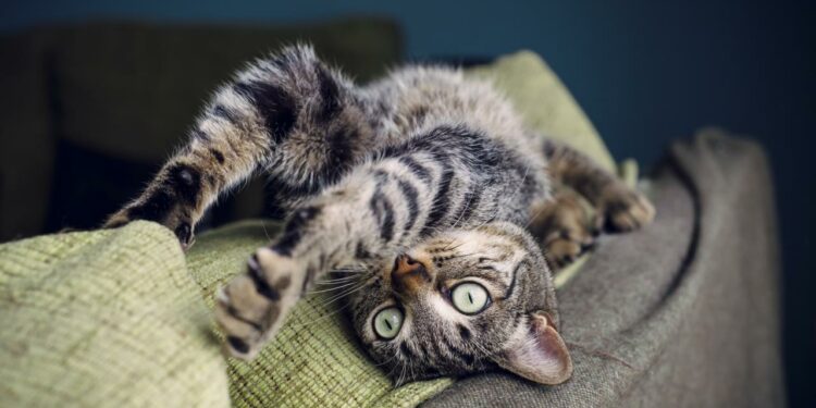 Comment protéger un canapé d'un chat ?