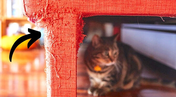 Comment protéger un canapé d'un chat ?