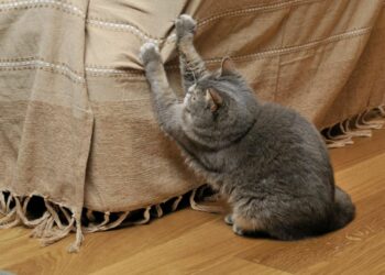 Comment protéger un canapé d'un chat ?