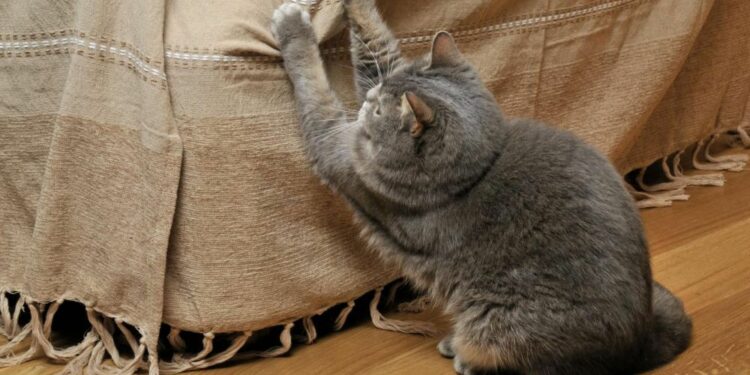 Comment protéger un canapé d'un chat ?