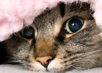 Comment protéger un canapé d'un chat ?