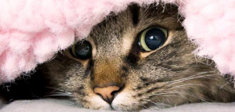 Comment protéger un canapé d'un chat ?