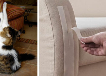 Comment protéger un canapé d'un chat ?