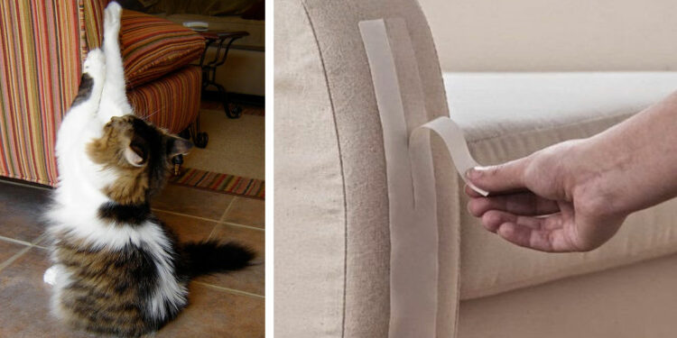 Comment protéger un canapé d'un chat ?