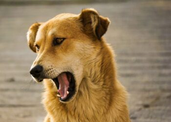 Comment prouver qu'un chien aboie ?