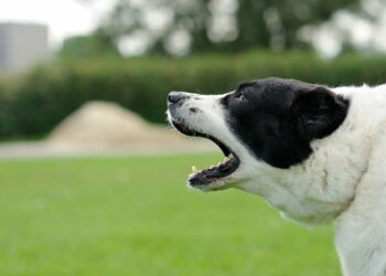 Comment prouver qu'un chien aboie ?