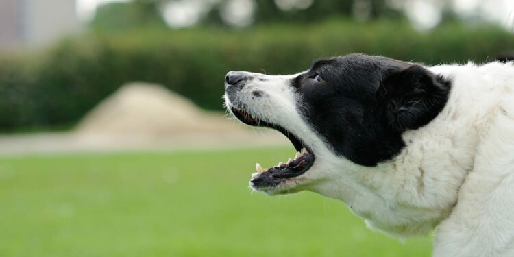 Comment prouver qu'un chien aboie ?