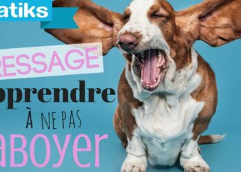 Comment punir son chien quand il aboie ?