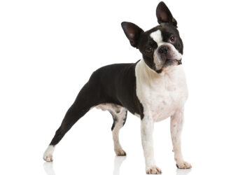 Comment punir un Beauceron ?