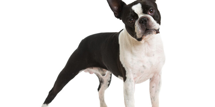 Comment punir un Beauceron ?