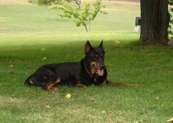 Comment punir un Beauceron ?