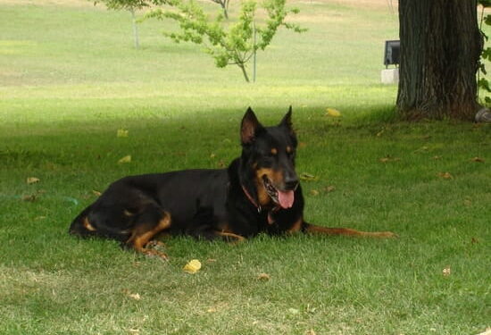 Comment punir un Beauceron ?