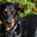 Comment punir un Beauceron ?
