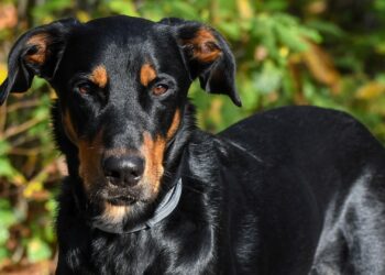Comment punir un Beauceron ?