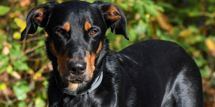 Comment punir un Beauceron ?