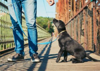 Comment punir un Beauceron ?