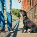 Comment punir un Beauceron ?