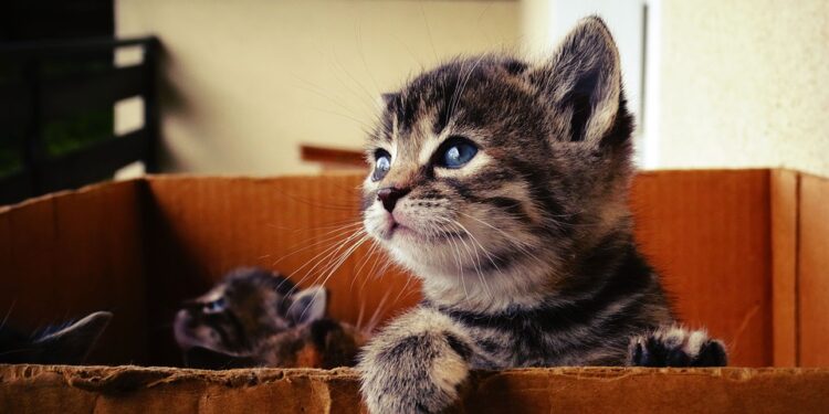 Comment punir un bébé chat ?